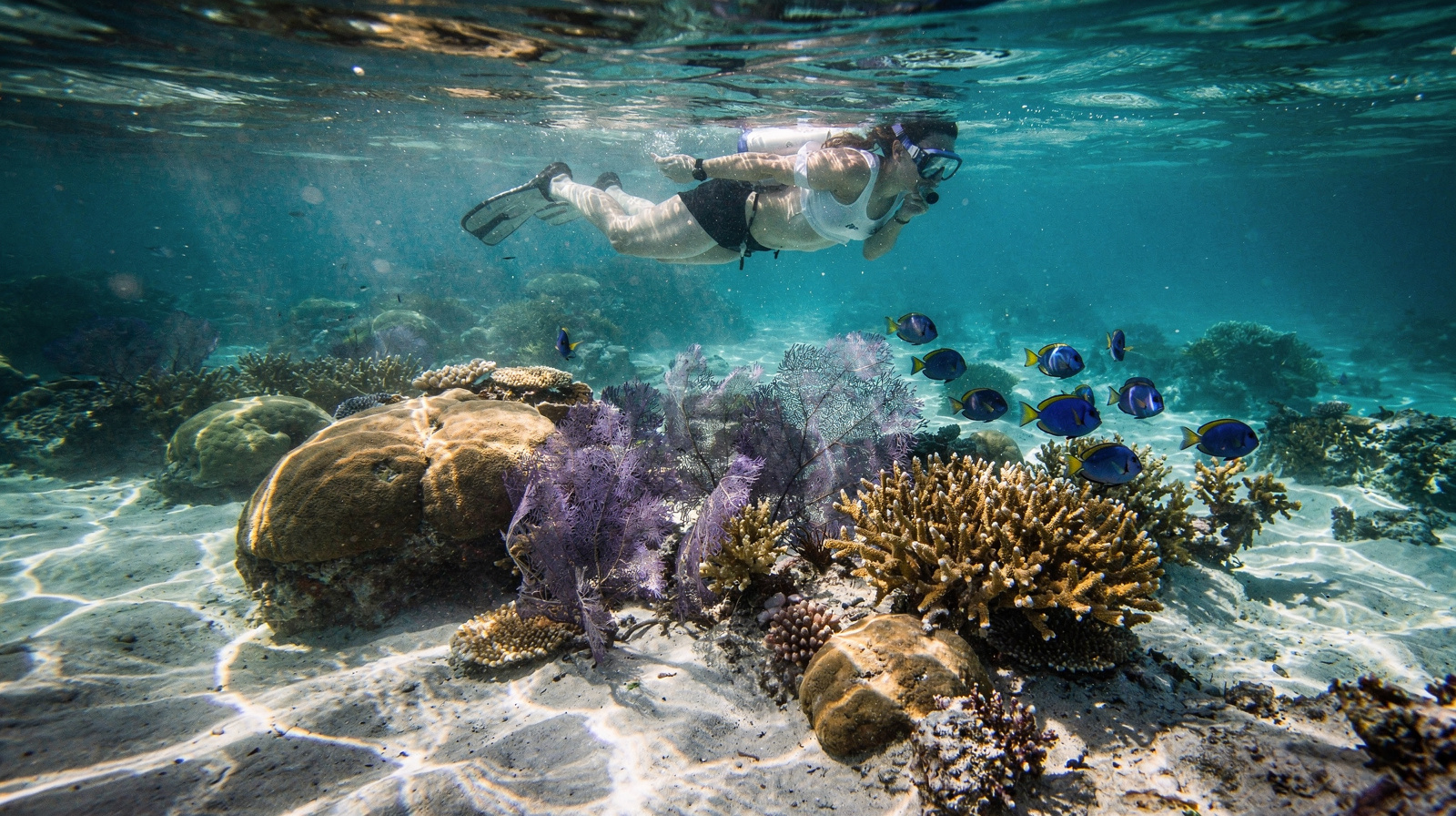 Florida Keys coral reef, explained