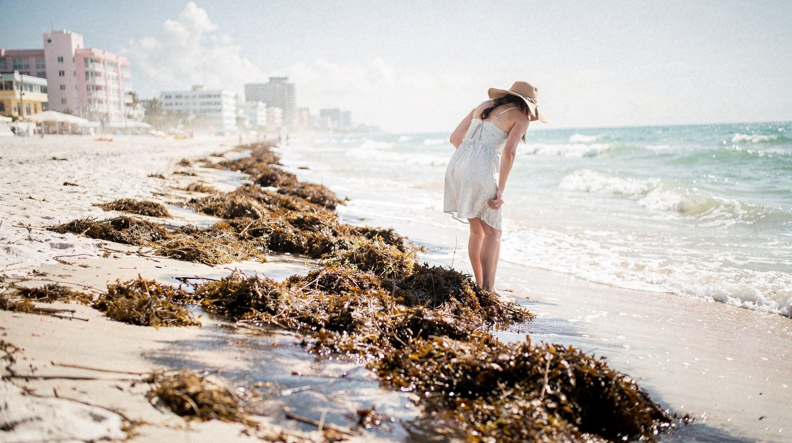 Sargassum and seaweed on Miami beaches
