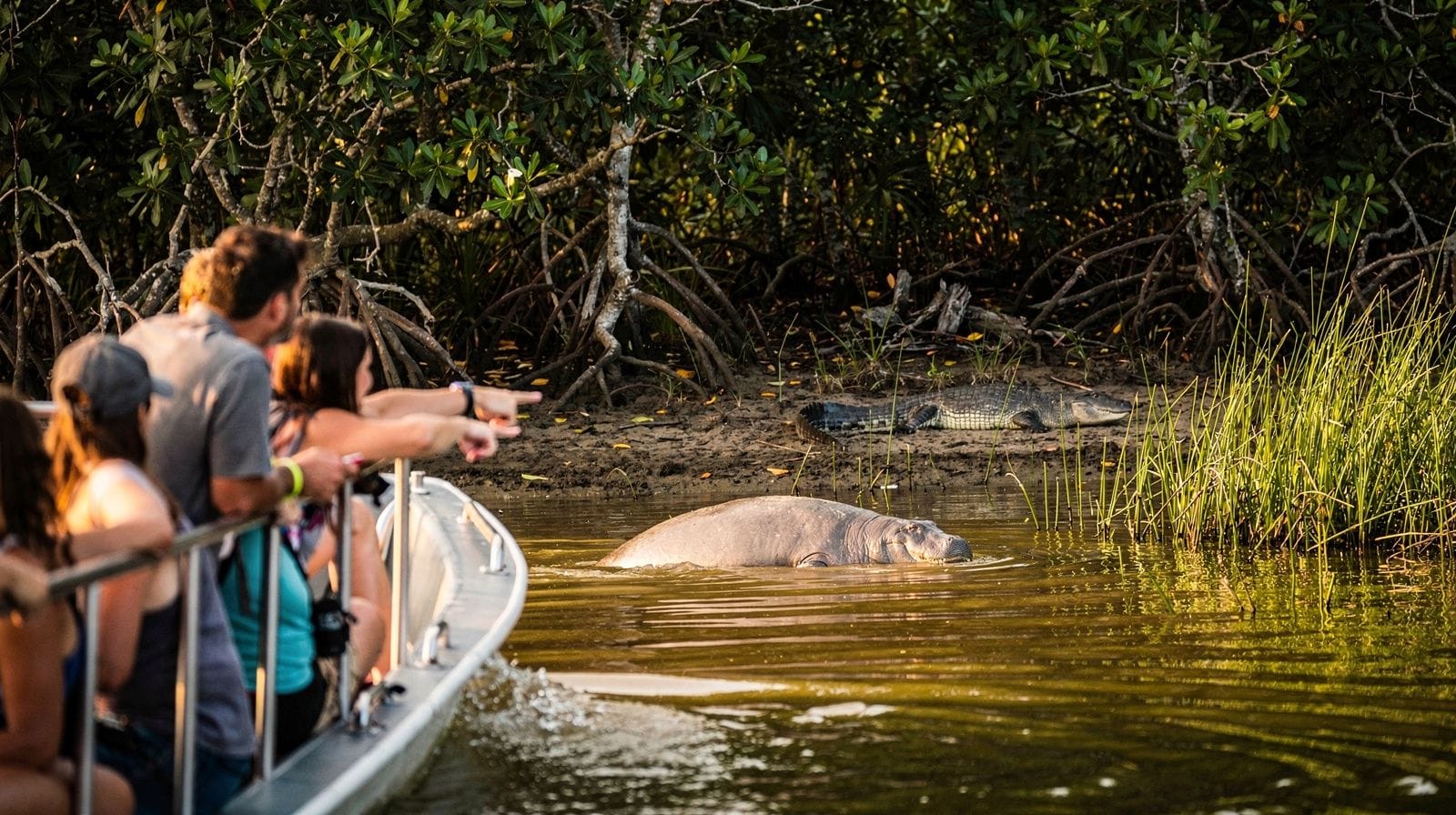 Where to see alligators (and crocodiles) near Miami