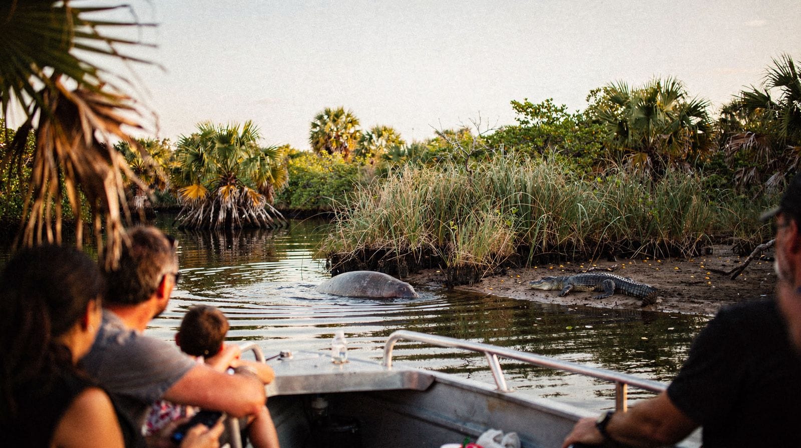 Where to see manatees in south Florida
