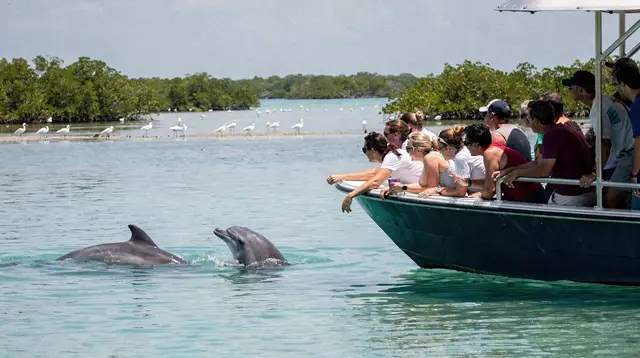Dolphin and manatee watching in south Florida