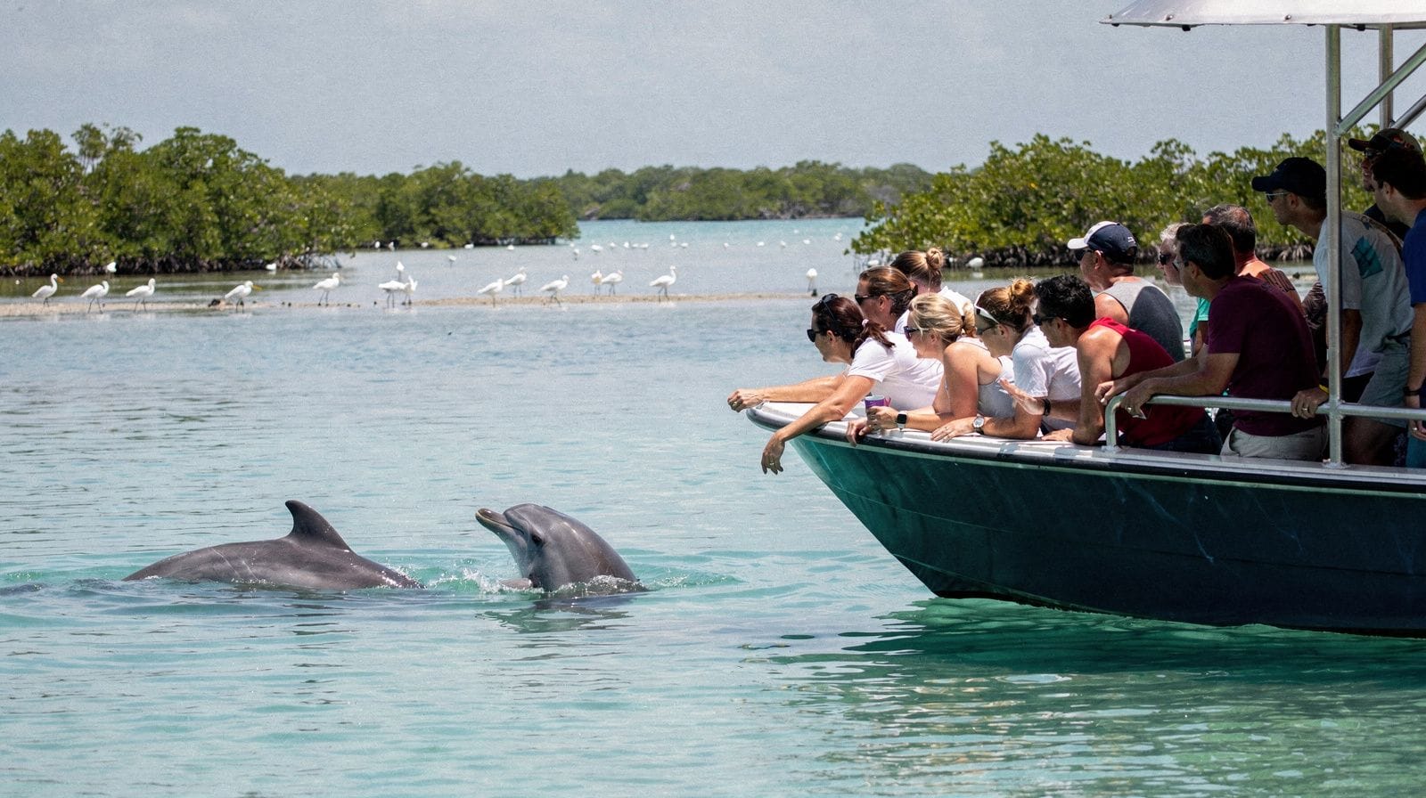 Dolphin and manatee watching in south Florida