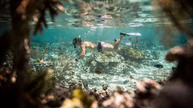 Snorkeling and diving in Palm Beach and Boca Raton